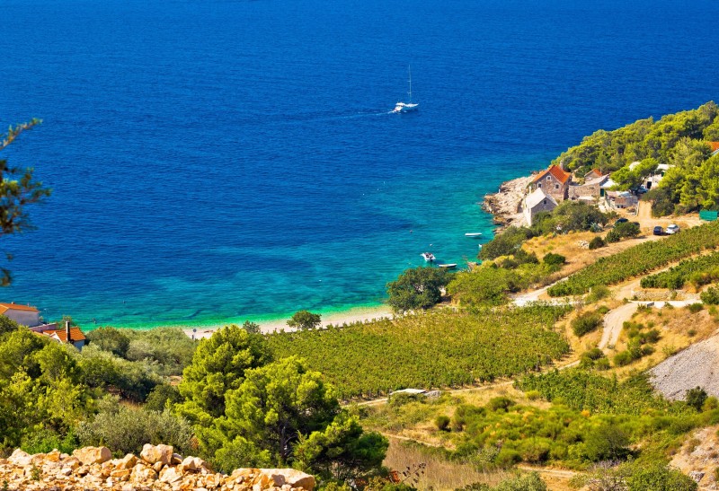 Vineyard Croatia