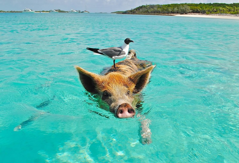Bahama Pig