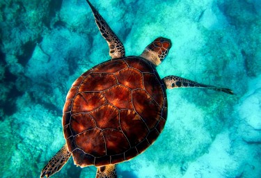 Bahamas Sea Turtle