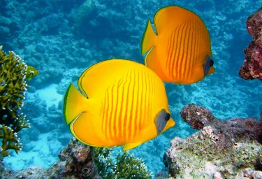 Bahamas Tropical Fish