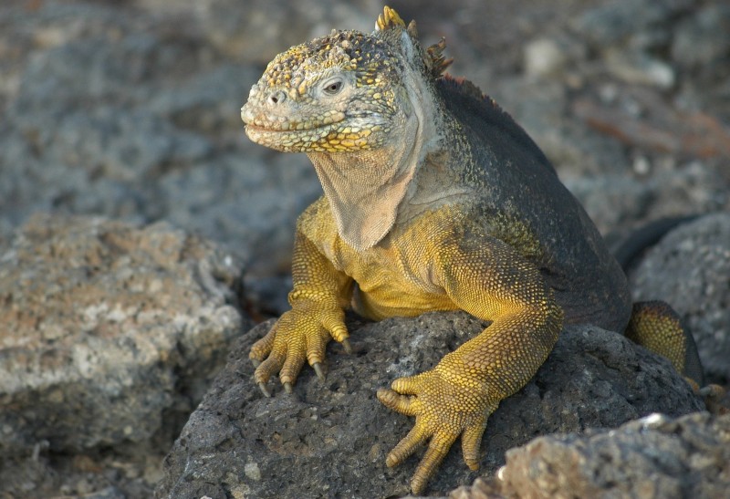 Galapagos Lizard