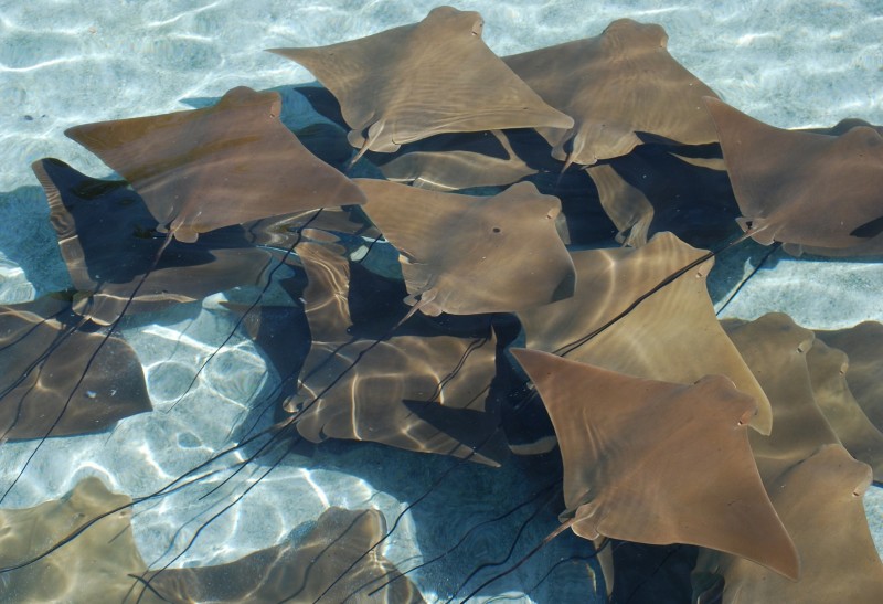 Galapagos Manta rays