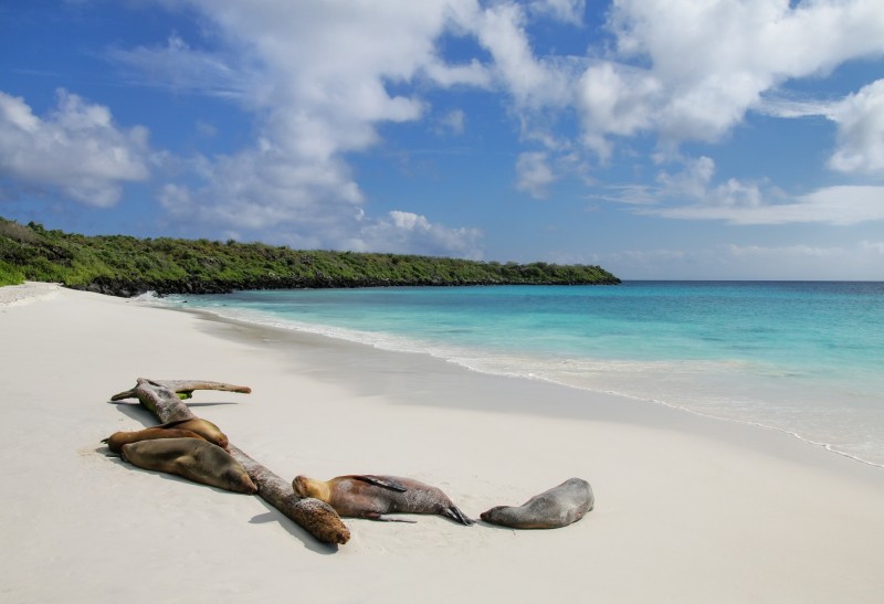 Galapagos seals ont he beach