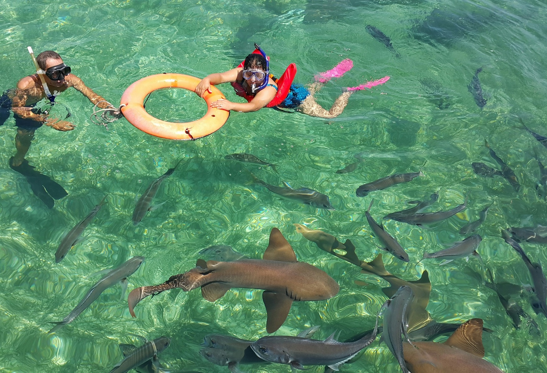 Нападение акулы на мальдивах. Морской парк Маринариум Доминикана. Багамы поплавать с акулами. Плавание с акулой в бассейне. Акула в бассейне.