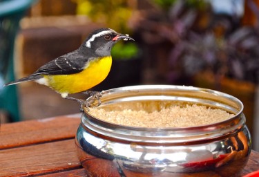 Antigua Finch With a Sweet Tooth!