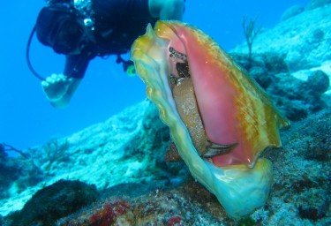 Bahamas Diving 