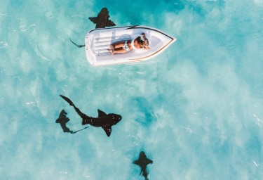 Bahamas Reef Sharks