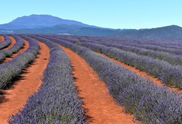 Bridestowe Lavender Field