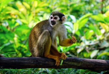 Malaysian monkey