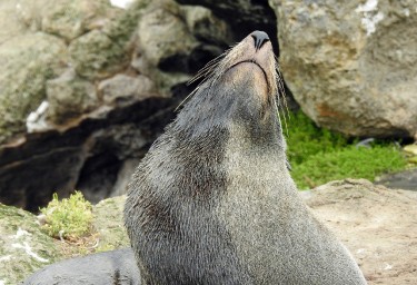 Marlborough Sounds Seal