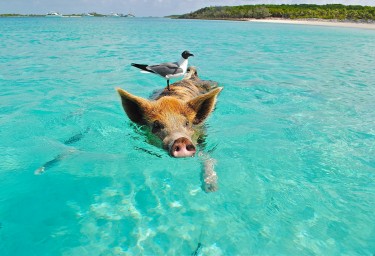 Staniel Cay Pig